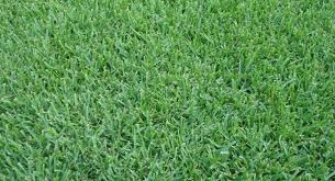 Augustne Grass