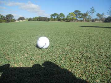 Bermuda Grass Gold Course