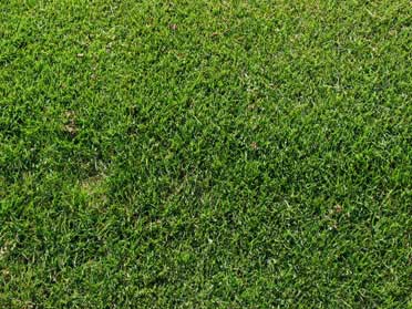 Bermuda Turf Grass