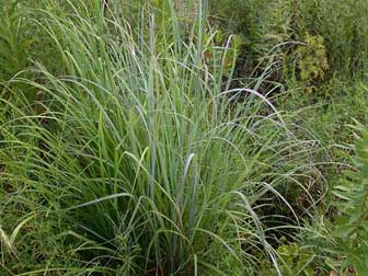 Big Bluestem