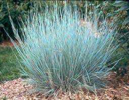 Big Bluestem Ornamental Grass