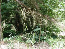 BottleBrush Grass