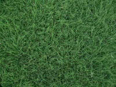 Buffalo Turf Grass