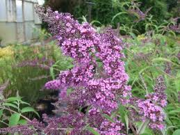 Dartmoor Butterfly Bush