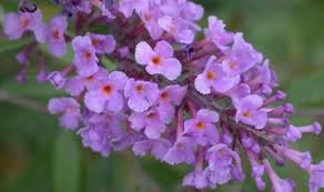 Globosa Butterfly Bush