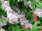 Salviifolia Butterfly Bush