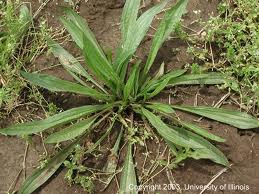 Buckhorn Plantain