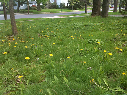 BWeeds taking over lawn.