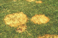 Brown Patch Disease